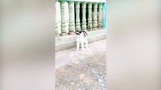 Funniest Animals 2023 - Funniest Cats and Dogs #9