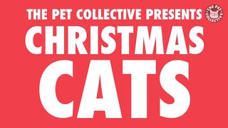 Christmas Cats Video Compilation 2016