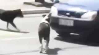 funny animals compilation short / ???????????????????????????? /