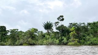 Sungai Essequibo