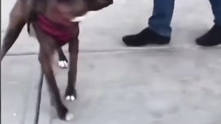 cute and funny dog compilation???????????????????????????? / try not to laugh????????