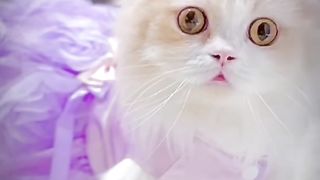 Funny cat #funny animal #kucing lucu #kucing gemoy 2 2