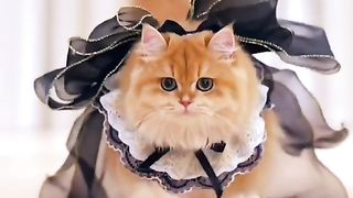 Funny cat #funny animal #kucing lucu #kucing gemoy 2 2 2