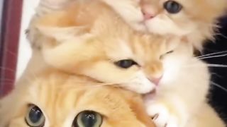 Funny cat #funny animal #kucing lucu #kucing gemoy 3