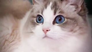 Funny cat #funny animal #kucing lucu #kucing gemoy 3 2