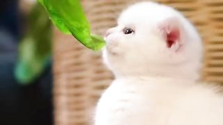 Funny cat #funny animal #kucing lucu #kucing gemoy 3 3