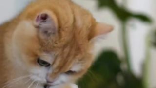 Funny cat #funny animal #kucing lucu #kucing gemoy 3 4