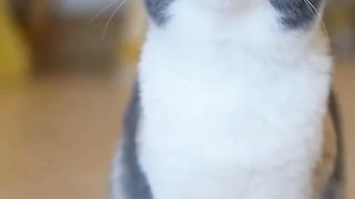 Funny cat #funny animal #kucing lucu #kucing gemoy 3 5
