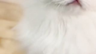Funny cat #funny animal #kucing lucu #kucing gemoy 3 6