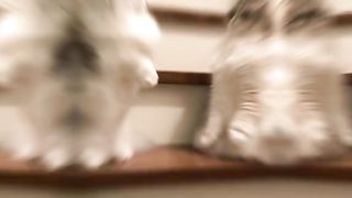 Funny cat #funny animal #kucing lucu #kucing gemoy 3 7