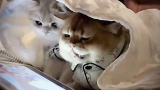 Funny cat #funny animal #kucing lucu #kucing gemoy 3 8