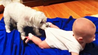 Funny Babies Playing with Dogs Compilation - Funny Baby and Pets || Cool Peachy 4