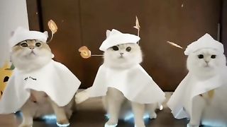 Funny cat #funny animal #kucing lucu #kucing gemoy 3 9