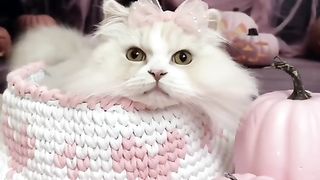Funny cat #funny animal #kucing lucu #kucing gemoy 3 10