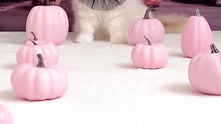Funny cat #funny animal #kucing lucu #kucing gemoy 3 11