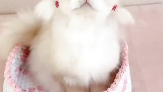 Funny cat #funny animal #kucing lucu #kucing gemoy 3 12