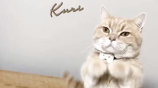 Kucing Gemoi banget