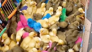 ayam warna warni dan bebek