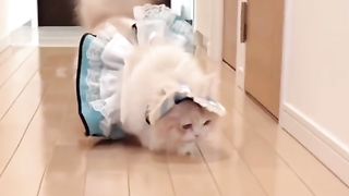 Funny cat #funny animal #kucing lucu #kucing gemoy 3 13