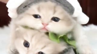 Funny cat #funny animal #kucing lucu #kucing gemoy 3 14