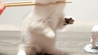 Funny cat #funny animal #kucing lucu #kucing gemoy 3 15