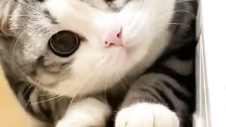 Funny cat #funny animal #kucing lucu #kucing gemoy 3 16