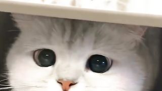 Funny cat #funny animal #kucing lucu #kucing gemoy 3 17
