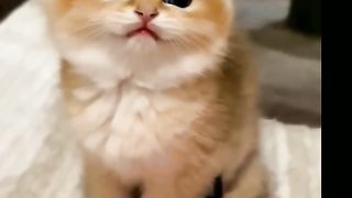 Funny cat #funny animal #kucing lucu #kucing gemoy 3 18