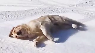 You Will Laugh In 10 Seconds - Top Funny Dog Videos of This Week #1