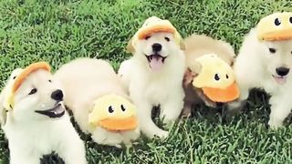 Dogs also have discipline that is why they are loved by everyone