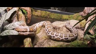 Harry and the Snake | Harry Potter and the Philosopher's Stone