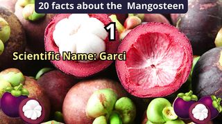 20 Facts about mangosteen