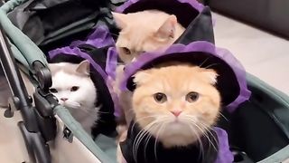 Funny cat #funny animal #kucing lucu #kucing gemoy 3 20