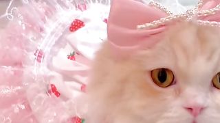 Funny cat #funny animal #kucing lucu #kucing gemoy 3 21