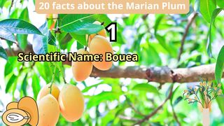 20 Facts about marian plum