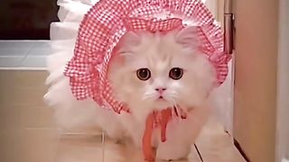 Funny cat #funny animal #kucing lucu #kucing gemoy 3 22