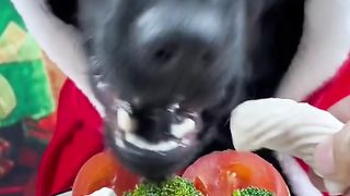 Funny Dog Viral Video 84