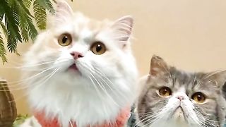 Funny cat #funny animal #kucing lucu #kucing gemoy 3 23