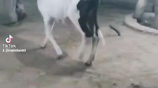 Baby cow for sale in Pakistan and
