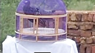 Black francolin for sale in Pakistan