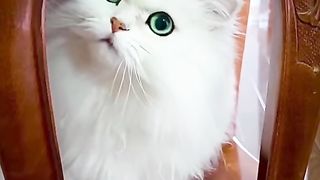 Funny cat #funny animal #kucing lucu #kucing gemoy 3 24