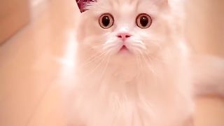 Funny cat #funny animal #kucing lucu #kucing gemoy 3 25