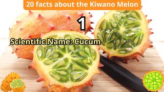 20 Facts about kiwano melon