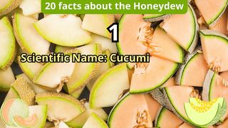 20 Facts about honeydew