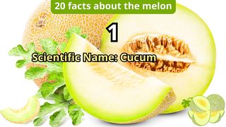 20 Facts about melon