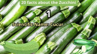 20 Facts about zucchini