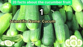 20 Facts about cucumber fruit