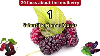 20 Facts about mulberry
