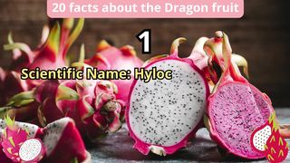 20 Facts about dragon fruit