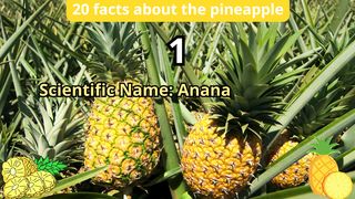 20 Facts about pineapple